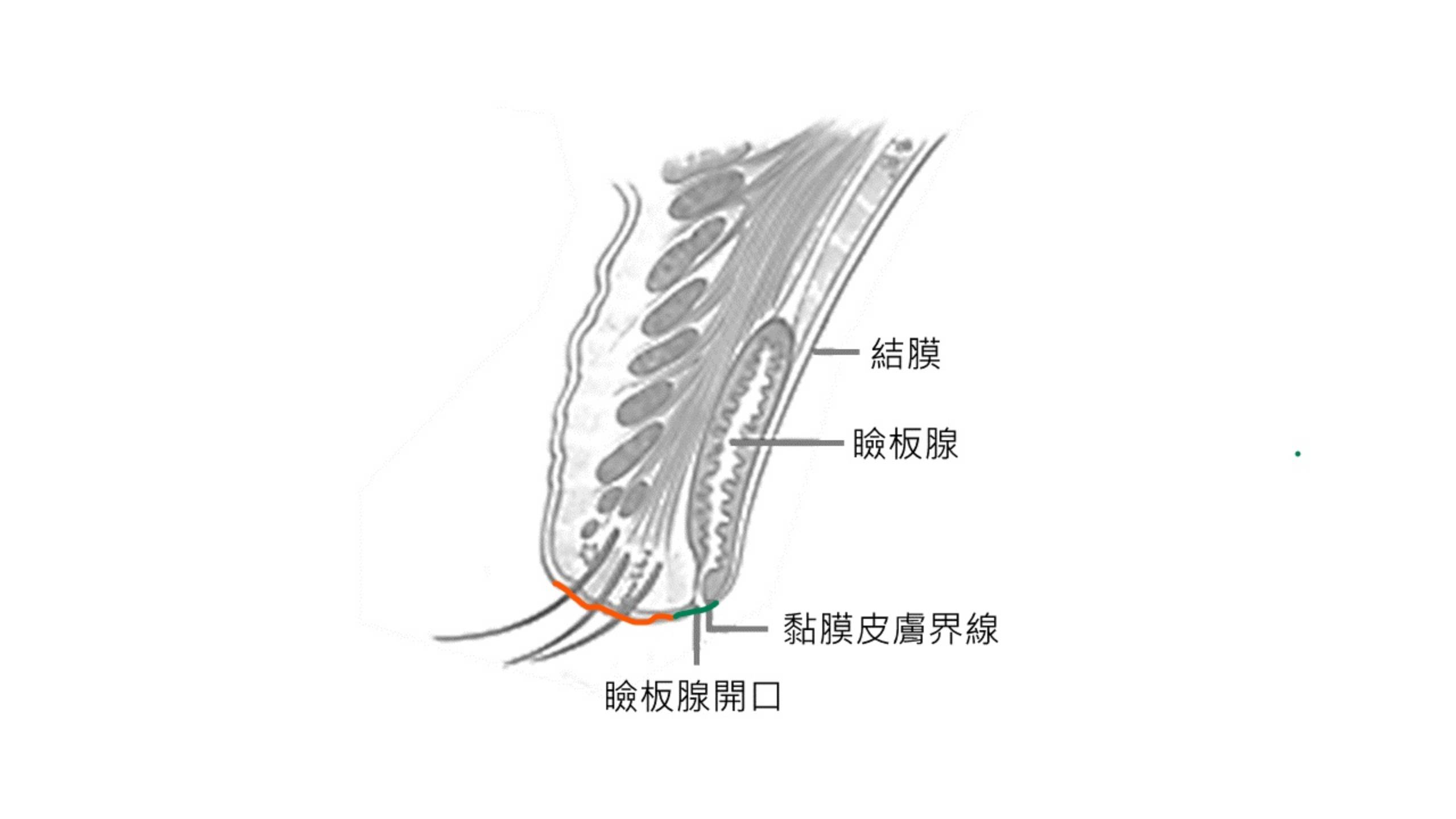 網站用_專業解析-02.jpg